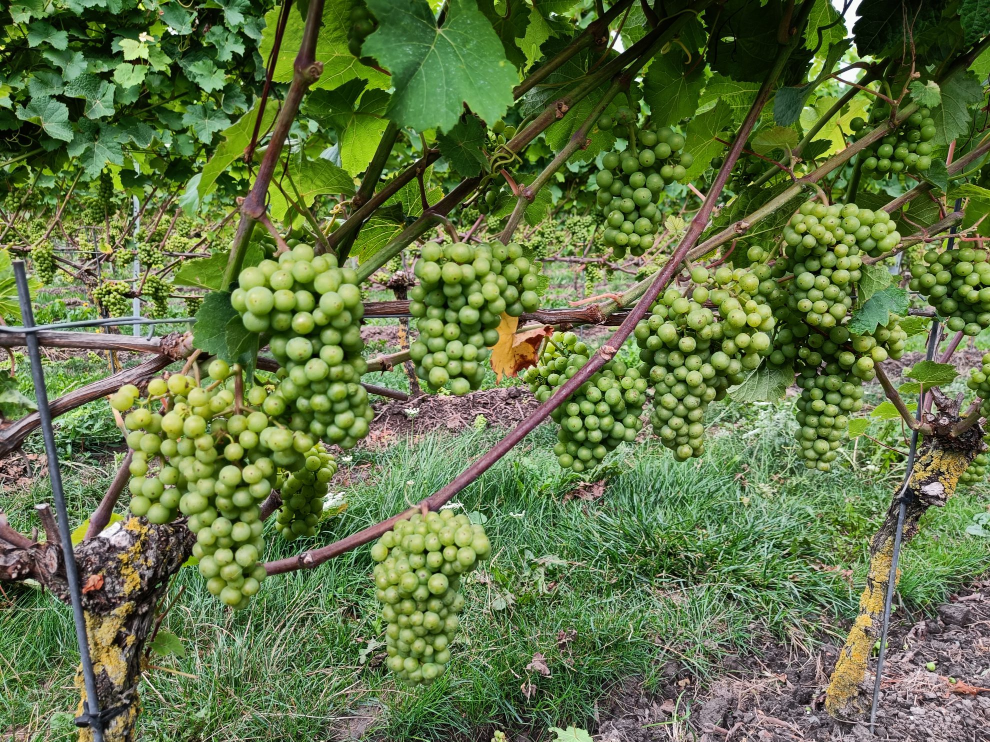 Inzicht in bodemkwaliteit wijngaard